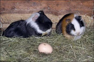 Les requins peuvent être :