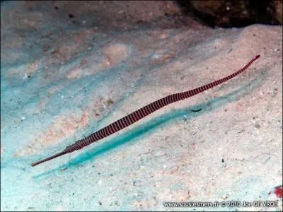 Les syngnathes (voir photo) font partie de la même famille que :