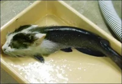 On dit souvent que l'on reconnaît un poisson-chat à ses moustaches. Pourtant, tous n'en ont pas. Lequel parmi cette courte liste n'en possède pas ?