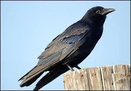 Comment appelle-t-on cet oiseau ?