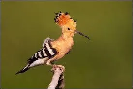 Quel est le nom de cet oiseau ?