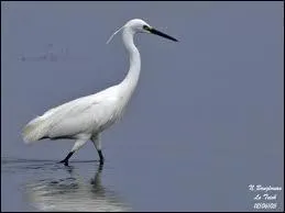 Quel est le nom de cet(te) emplumé(e) ?