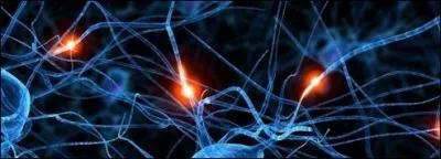 Que peut-il se passer si le cerveau manque de glucose ?