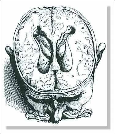 Pendant un millénaire, il a été fortement déconseillé de toucher le corps humain. Ainsi, le monde entier a cru une information erronée, c'est le cas de le dire. D'après ces chères personnes quelque peu moyenâgeuses, de quoi les fonctions cérébrales venaient-elles ?