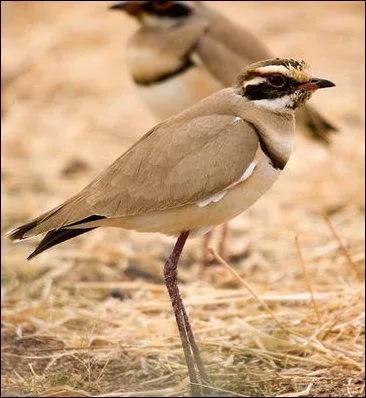 Parmi les b&eacute;casses, b&eacute;cassines et b&eacute;casseaux, celui-ci ne se laissera pas attraper facilement. &Eacute;videmment, c'est le : &nbsp;