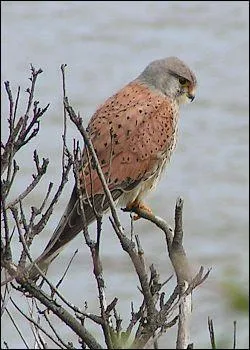 Avec des "y'a qu'a" et des "faut qu'on", celui-ci en est un vrai� faucon, mais il chante comme une :