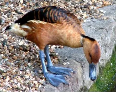 Porter le nom d'&eacute;rismature ne doit pas &ecirc;tre facile tous les jours, mais en plus, on vous rajoute des qualificatifs comme : &nbsp;