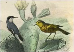 Nos savants Cuvier et Buffon cr&eacute;&egrave;rent en leur temps une famille aujourd'hui peu pertinente. Quelle id&eacute;e, aussi, de donner un nom d'arbre &agrave; un oiseau ! Mais lequel ?