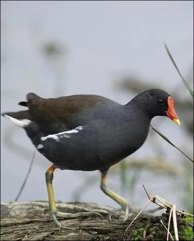 Celle-ci aurait pu figurer dans un sketch des Inconnus : souvenez-vous...