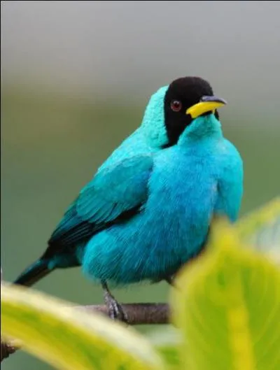 Ce sp&eacute;cimen peut &ecirc;tre aussi nomm&eacute; "sucrier", ce qui est d&eacute;j&agrave; assez original : mais son nom officiel est encore plus &eacute;tonnant. Lequel ?