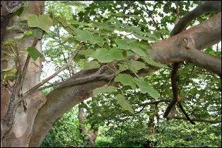 Il est possible d'incorporer la poudre rose dans les sauces afin de les épaissir. Il s'agit de la -----.