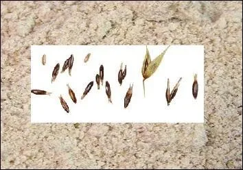 Que ne met-on pas dans une préparation si se trouve un intolérant au gluten à votre table ?