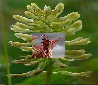 Quel nom porte cette gomme permise dans la moutarde entre autres choses ?