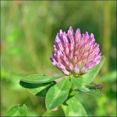Pourquoi ne pas préparer ces fleurs communes en salade ?