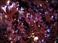 Je préfère ceux-là plutôt que la gélatine animale : la pectine, le guar, mais aussi ------.