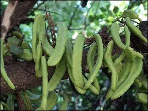 Pour ses vertus épaississantes et échapper à la gélatine animale, que mettre dans la crème vanille que vous transformerez en glaces ?