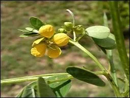 On tire de cette plante une gomme que l'on retrouve dans les saucisses, les yaourts, comme épaississants. Quelle est-elle ?