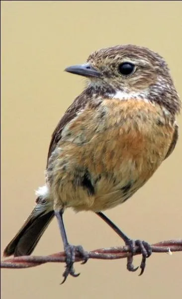 Ce dernier est assez mignon : il vit 5 ans et ne pèse qu'une quinzaine de grammes. Même son nom est assez surprenant, non ?