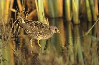 La marouette peut être maillée, plombée, fuligineuse et ...