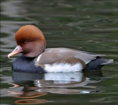 Le nom de celui-ci est d'origine grecque : cette explication, mes canards, est-elle bien ...