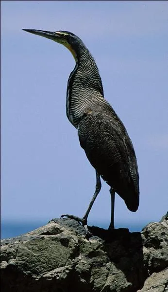L'un de ses congénère est nommé "Bonaparte" : que diriez-vous, si l'on vous le présentait ?