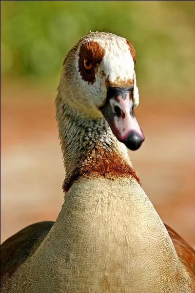 Sauriez-vous plumer le bec ou la gentille tête de ...