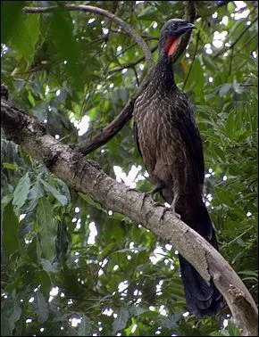 Il est arrivé à ce goujat de Brassens de faire rimer le nom de ce volatile avec un terme "que rigoureusement ma mère m'a défendu de nommer ici". Quel est ce nom ?