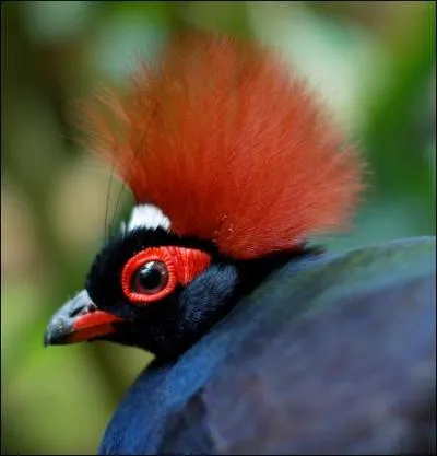 Celui-ci vous roule un oeil, gare ! Mais c'est normal, c'est le ...