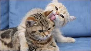 Qu'elle est l'actrice préférée de Violetta ?