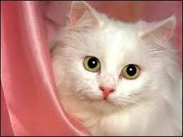 Violetta a un animal dans un épisode, de quel animal s'agit-il ?