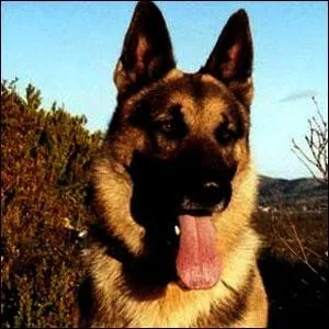 Et si on chantait : Mabrouck s'en va -t-en guerre, mironton, mironton...