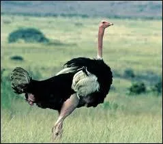 Dans le conte musical "Émilie Jolie" de Philippe Chatel, qui interprète la chanson "Chanson de l'autruche" dans la version de 1997 ?