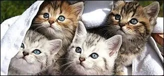 Lequel de ces groupes musicaux n'a jamais fait une chanson sur les chats ?