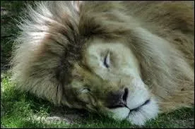 Dans une chanson d'Henri Salvador, quand est mort le lion ?