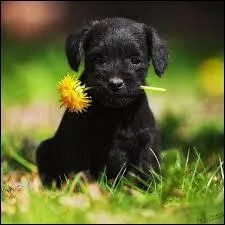 Quel animal est "Mirza" dans la chanson du même nom de Nino Ferrer ?