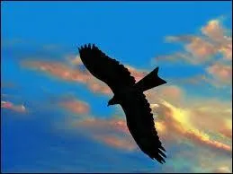 De quelle couleur est l'aigle donc parle Barbara dans sa chanson ?