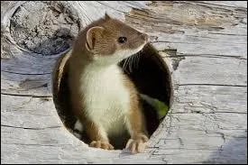 Parmi les animaux cités dans le refrain de la chanson "Mais qui est la belette ?" de Manau, lesquels entend-il chanter ?