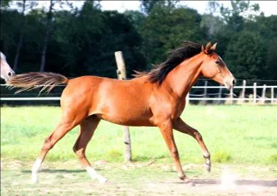 C'est un cheval taillé pour :