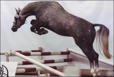 Quelle place occupe la race anglo-arabe dans le classement des races de chevaux de sport en France ?