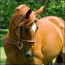 Il a une petite tête fine et des yeux expressifs.