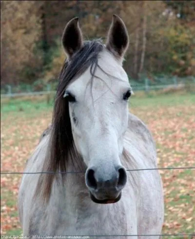 Quelles sont les robes principales de l'Anglo-arabe ?