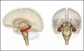 Dès le début du XIXe siècle, Charles Bell et François Magendie découvrent une subdivision des nerfs au niveau de la colonne vertébrale. Lequel de ces hommes l'a dit en premier ?
