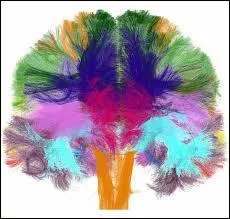 Que pratiquèrent les médecins des années 1850 pour vérifier cette dualité ?