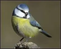 Dans la même lancée, l'Anglais Charles Darwin nous faisait part de son idée selon laquelle il y a un ancêtre commun à tous les êtres vivants. Grâce à sa théorie, juste par ailleurs, qu'a-t-on pu faire ?