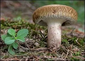 Il cache bien son jeu et pourtant ce champignon n'est pas « comestible » ; il est même mortel.