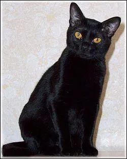 Panthère miniature en robe noire et aux grands yeux cuivrés, je suis sociable et affectueux. Actif et bon chasseur, je m'adapte à la vie en appartement et suis un excellent chat de compagnie. Le premier ... arrivé en France, en 1989, était une femelle nommée Opium !