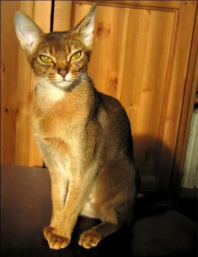 Très actif, extraverti, curieux de tout, j'ai besoin d'espace. Bien qu'étant indépendant, j'ai besoin d'affection et de caresses. N'hésitez pas à jouer avec moi, d'égal à égal. Appellé aussi "Bunny Cat", je suis...