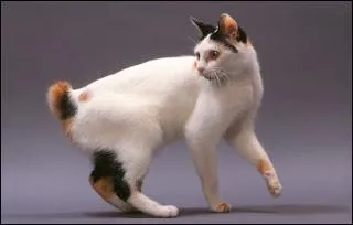 Vif, curieux, doté d'une forte personnalité comme tous les chats orientaux, j'ignore les chiens. Bavard, je "chante" d'une voix douce. Ma queue en pompon est ma particularité physique.