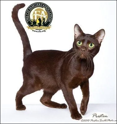 Actif, joueur, je reste distant avec les étrangers. À la maison, j'aime la tranquillité et suis peu bavard. Couleur chocolat aux yeux toujours verts, je suis le chat...