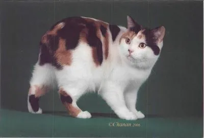 Affectueux et dévoué, je suis très protecteur avec toute la famille, des enfants aux personnes âgées. Un véritable chat de garde ! J'apprécie la compagnie des chiens, des chiens de grande taille. Physiquement, je suis tout rond et je fais des bonds prodigieux, comme les lapins !